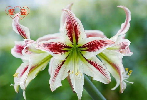 2021招募美麗事業(yè)合伙人 農(nóng)作物種子經(jīng)營